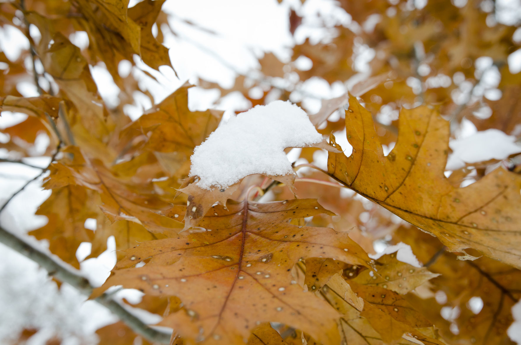 Fleurde-lis Dec. 2019 Details of snow on a leaf